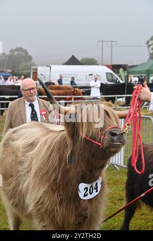 Il bestiame delle Highland giudica al Moreton in Marsh Show del 2024, Gloucestershire Foto Stock
