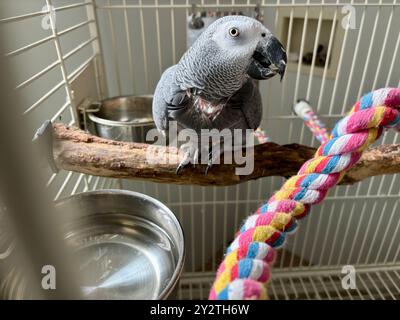 Primo piano di un simpatico pappagallo grigio africano sorridente arroccato su un ramo in una gabbia con corda colorata e ciotola d'acqua. Foto Stock