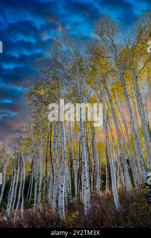Aspens at Peak Color, Park City, Utah nelle Montagne Rocciose Foto Stock