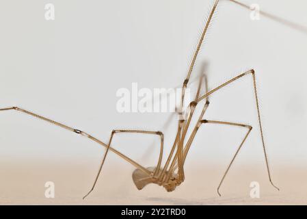 Ragno della cantina (Pholcus phalangioides) che vive in una libreria in una casa. September, Kent, UK (immagine ruotata, era capovolta Foto Stock
