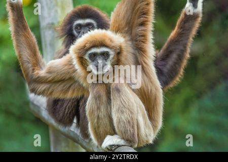 lar gibbon Hylobates lar noto anche come gibbon bianco, un primate in via di estinzione della famiglia gibbon, Hylobatidae. simpatica scimmia soffice con braccia lunghe e. Foto Stock