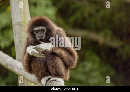 lar gibbon Hylobates lar noto anche come gibbon bianco, un primate in via di estinzione della famiglia gibbon, Hylobatidae. simpatica scimmia soffice con braccia lunghe e. Foto Stock