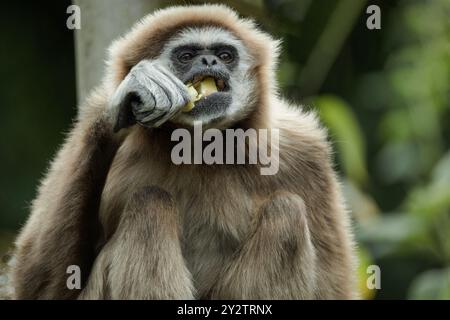 lar gibbon Hylobates lar noto anche come gibbon bianco, un primate in via di estinzione della famiglia gibbon, Hylobatidae. simpatica scimmia soffice con braccia lunghe e. Foto Stock