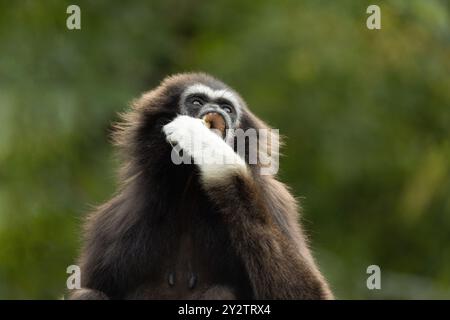 lar gibbon Hylobates lar noto anche come gibbon bianco, un primate in via di estinzione della famiglia gibbon, Hylobatidae. simpatica scimmia soffice con braccia lunghe e. Foto Stock