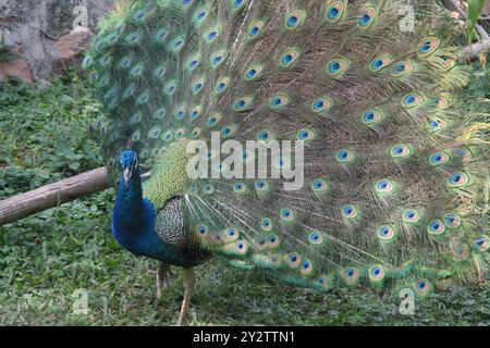 Un vibrante pavone che mostra le sue piume colorate in grande mostra. Foto Stock