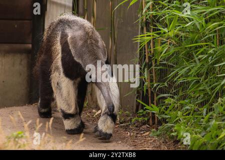 Animale carino e gigantesco del Brasile. Myrmecophaga tridattila, animale con coda lunga, naso lungo e pelliccia grigia lunga Foto Stock