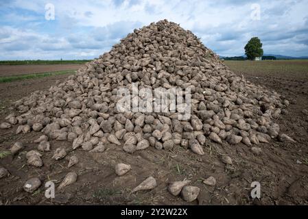 Un mucchio di barbabietole da zucchero (Beta Vulgaris) si trova sul campo pronto per il trasporto, Deggendorf, bassa Baviera, Germania Foto Stock