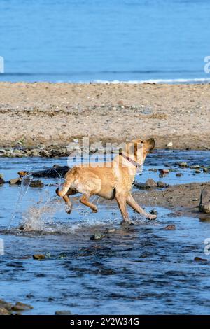 Labrador Retriever si diverte a fare un tuffo sul mare Foto Stock