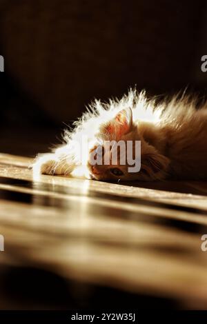 Un morbido gattino di zenzero giace pigramente su un caldo pavimento di legno, crogiolandosi alla luce del sole pomeridiano che filtra attraverso la stanza, creando un'atmosfera serena Foto Stock