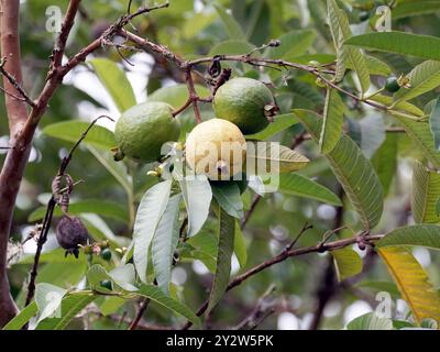 Guava comune, guava gialla, guava limone, echte Guave, Goyavier, Psidium guajava, guáva, isola di Santa Cruz, Galápagos, Ecuador, sud America Foto Stock