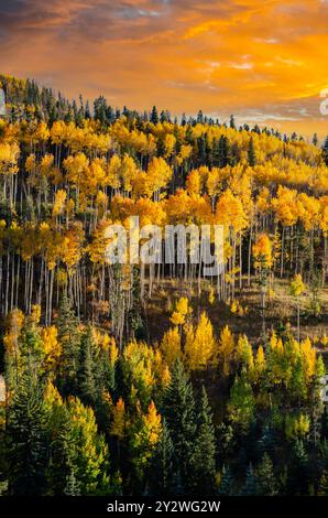 Tramonto su Golden Aspens nelle Montagne Rocciose Foto Stock