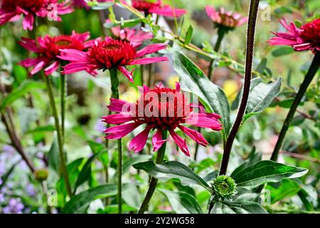 Un primo piano di vivaci coneflowers rossi (Echinacea 'Delicious Candy') che fioriscono in un giardino con foglie verdi lussureggianti e uno sfondo sfocato. Foto Stock