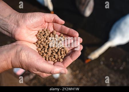 Il cibo degli uccelli si mescola nelle mani di una signora e dà da mangiare ai cigni e alle anatre della riserva naturale di Marden Quarry a Cullercoats, North Tyneside Foto Stock