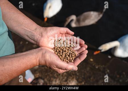 Il cibo degli uccelli si mescola nelle mani di una signora e dà da mangiare ai cigni e alle anatre della riserva naturale di Marden Quarry a Cullercoats, North Tyneside Foto Stock