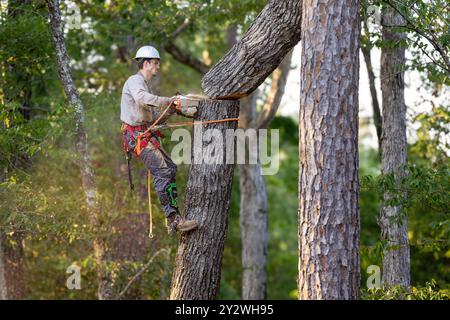 Arborista che utilizza una motosega per tagliare gli alberi, indossando l'attrezzatura di sicurezza. Foto Stock