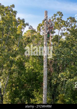 Arborista che sale in alto in pino per tagliare il tronco. Foto Stock
