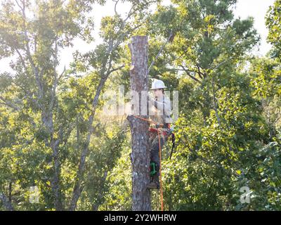 Arborista che sale in alto in pino per tagliare il tronco. Foto Stock