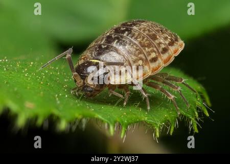 Foto macro di una pillola (Armadillidiidae) su una foglia verde, che mostra il suo esoscheletro dettagliato e le antenne. Foto Stock