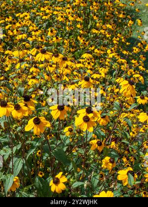 Un campo vibrante di fiori di conio gialli in piena fioritura sotto la luce del sole Foto Stock