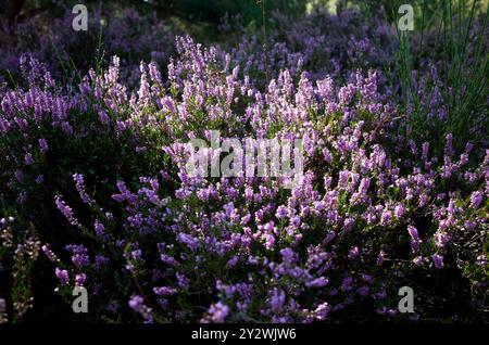 Riserva naturale Wahner Heide vicino a Colonia Foto Stock