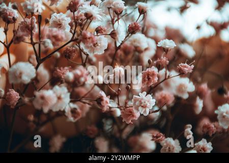 Un primo piano di fiori di ciliegio rosa che fioriscono sull'albero di Sakura in una giornata di sole su sfondo sfocato Foto Stock