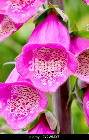 Foxglove (digitalis purpurea), primo piano focalizzato su un unico fiore centrale dell'alto picco fiorito della pianta. Foto Stock