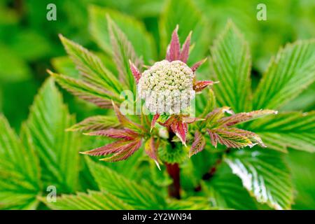 Meadowsweet (filipendula ulmaria), primo piano che mostra il fiore strettamente legato di una singola pianta, isolato contro le sue foglie. Foto Stock