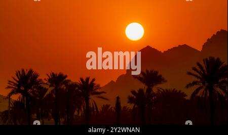 Un tramonto dorato dietro le palme, che crea delle sagome mozzafiato Foto Stock