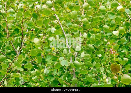 Betulla d'argento (betula pendula), primo piano che mostra le nuove foglie fresche che crescono su un gruppo di piccoli alberi all'inizio dell'estate. Foto Stock