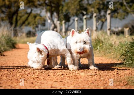 Un paio di cani del West Highland White Terrier in piedi su un sentiero sterrato nel parco in una giornata di sole, con sfondo sfocato Foto Stock
