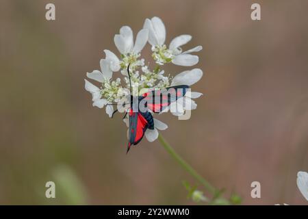 Burnet Moth a sei punti su fiore bianco - Zygaena filipendulae Foto Stock