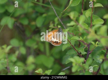 Farfalla Pearly Heath - arcania Coenonympha Foto Stock