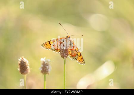 Fritillary maculato o farfalla Fritillaria banda Rossa maschio retroilluminata al sole del mattino presto - Melitaea didyma Foto Stock