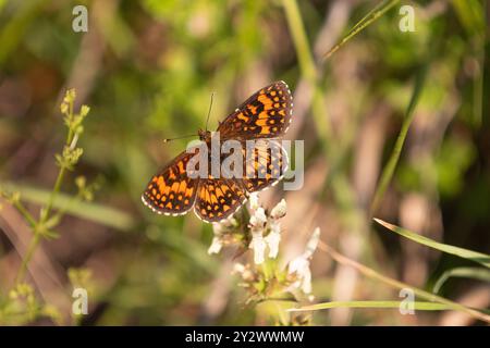 Farfalla Heath Fritillary - Melitaea athalia Foto Stock