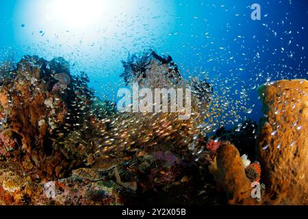 Barriera corallina colorata avvolta nelle scuole di pesce. Ambon, Indonesia Foto Stock