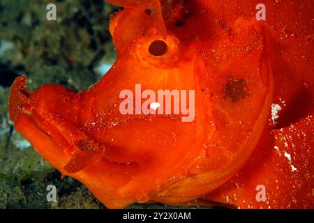 Primo piano di uno scorpione rosso (Rhinopias eschmeyeri). Ambon, Indonesia Foto Stock