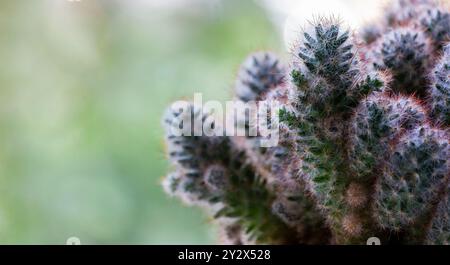 Piante, cactus, piante del deserto, cactus su sfondo sfocato in un appartamento Foto Stock