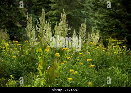 Una cacofonia di fiori selvatici nel prato del lago Mosquito nella contea di Saguache, Colorado. Bianco: Giglio di mais alias California False Hellebore (); giallo: Foto Stock