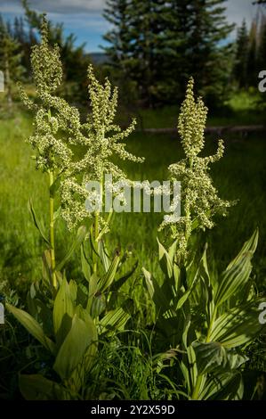Corn Lily, alias California False Hellebore (Veratrum californicum), una pianta velenosa comune in tutto l'ovest americano. Questo esemplare stava crescendo a. Foto Stock