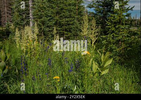 Un'esplosione di fiori selvatici al lago Mosquito nella contea di Saguache, Colorado. Bianco: Giglio di mais, alias California False Hellebore (Veratrum californicum); Foto Stock
