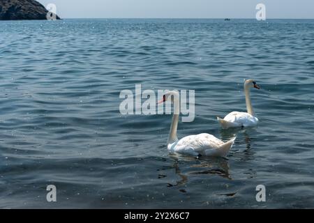 Un paio di cigni che nuotano nel Mar Egeo Foto Stock