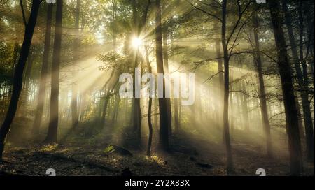 La magia del sole e della nebbia. Luce brillante, sagome di alberi e raggi del sole in una foresta nebbiosa. Un'incredibile alba con un'atmosfera maestosa. Foto Stock