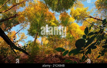 Colorato baldacchino degli alberi dai bellissimi colori autunnali, con macchie di cielo blu tra le cime degli alberi, sparate dal basso Foto Stock
