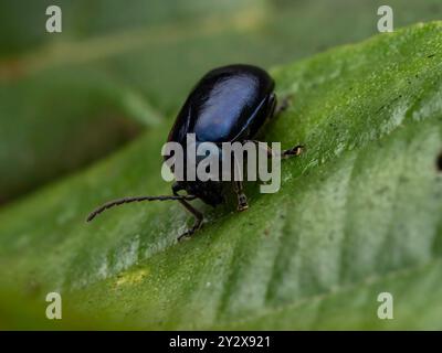 Betle di menta blu (Crysolina coerulans) Foto Stock