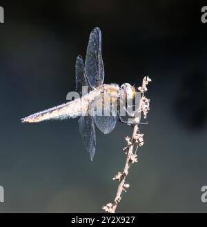 A Scarce Chaser (Libellula fulva) Dragonfly presso Combe Hill Nature Reserve Gloucestershire Regno Unito Foto Stock