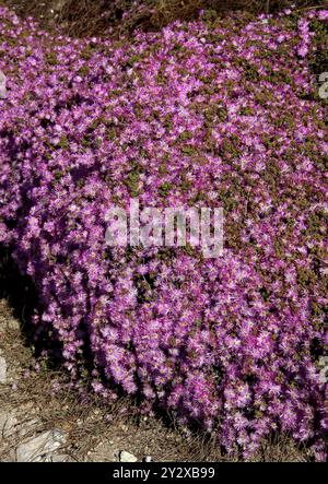 Rosea Ice Plant, Rodondo Creeper, pale Dewplant o Dew-Flower, Drosanthemum floribundum, Aizoaceae. Ibiza, Isole Baleari, Spagna, Mediterraneo. Foto Stock