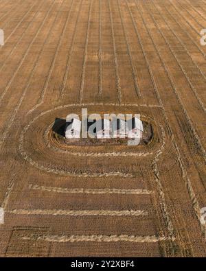 Vista aerea di una fattoria con vecchi edifici circondati da campi di grano. Foto Stock