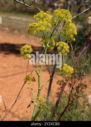 Finocchio gigante, Ferula communis, Apiaceae. Ibiza, Isole Baleari, Spagna, Mediterraneo. Foto Stock