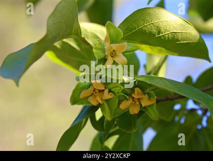 Male Flowers of the Oriental Persimmon, Chinese Persimmon, Japanese Persimmon or Kaki Persimmon, Diospyros kaki, Ebenaceae. Ibiza, Isole Baleari. Foto Stock