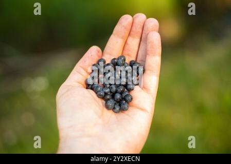 Mano dell'uomo che tiene i mirtilli selvatici appena raccolti dal prato di montagna Foto Stock